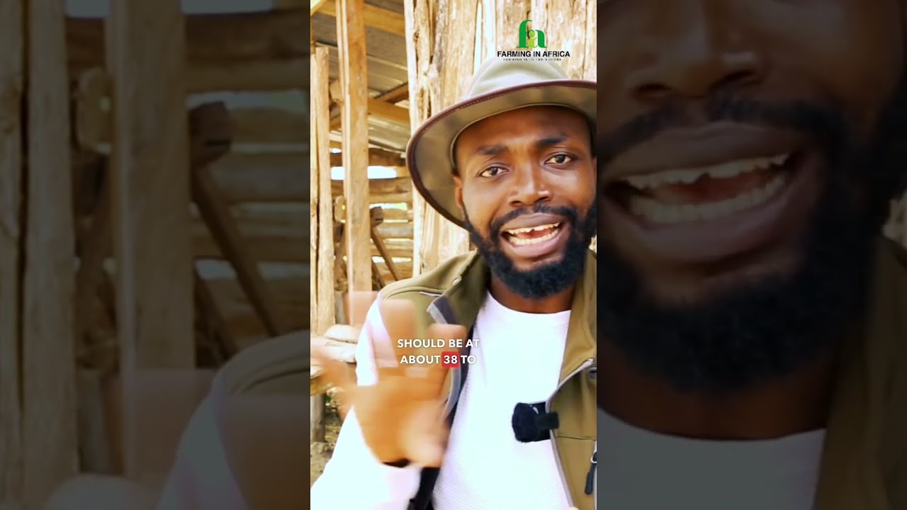 Как распознать и лечить пневмонию у коз #фермерствовАфрике #фермерство #животноводство