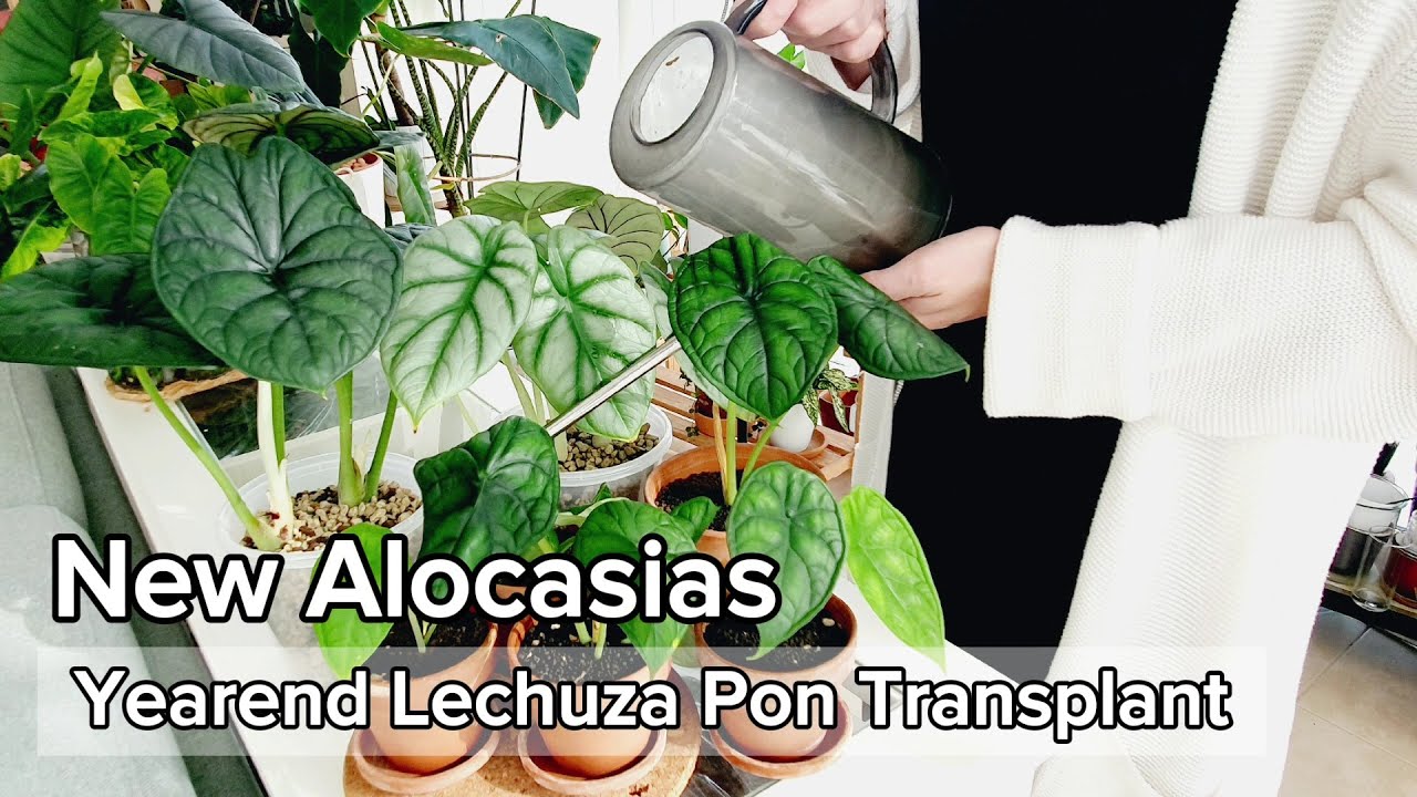 New Alocasias for the Yearend | DIY Semihydro Pots | Lechuza Pon Transplants