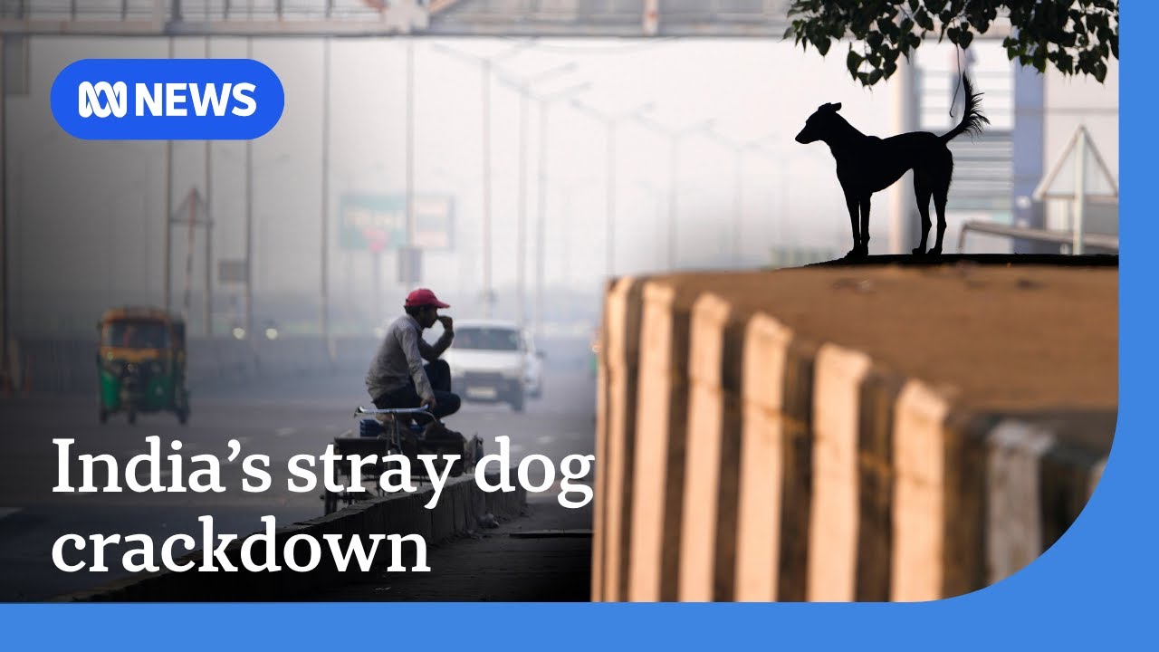 India's top court orders Delhi authorities to move stray dogs to shelters | The World | ABC NEWS