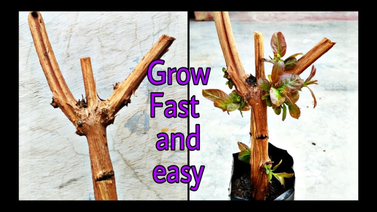 How to grow Rangoon Creeper/Madhumalti  from cutting easy way