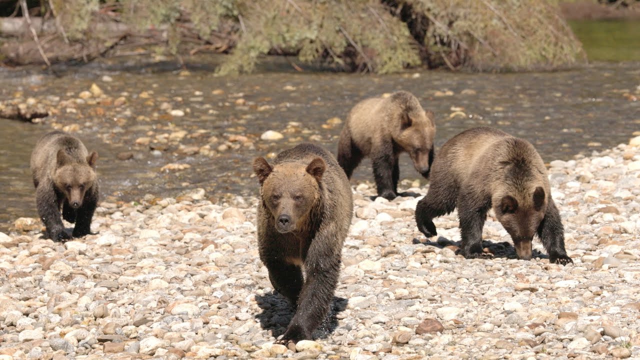 Spirit Bear Lodge, Klemtu, BC - August 2023