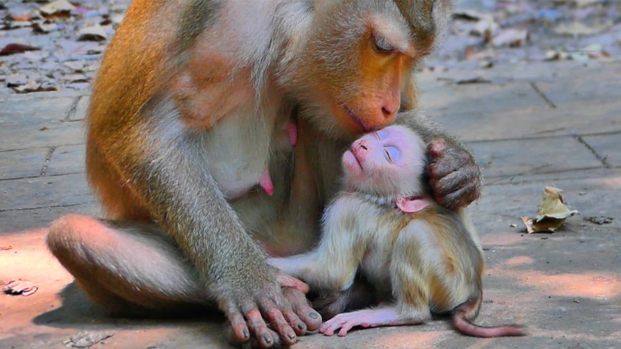 🐒 Mama Monkey Libby Gently Grooms and Kiss Baby Levy &ndash; Cute Bonding Moment