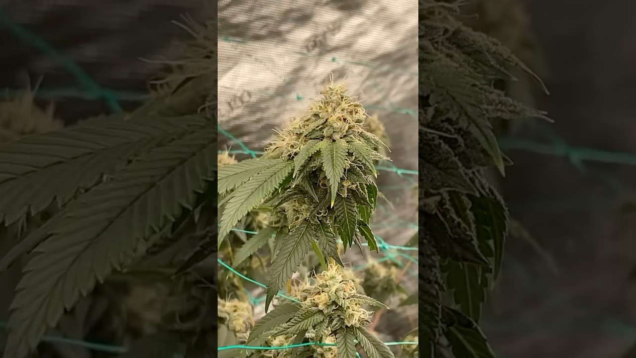 GOJI OG (Pinesoul pheno) (Nepali OG x snow lotus) bred by Bodhi 