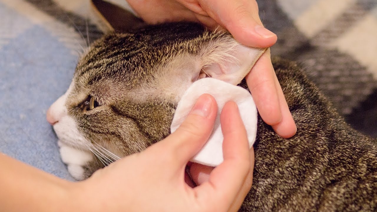 How To Clean A Cat's Ears