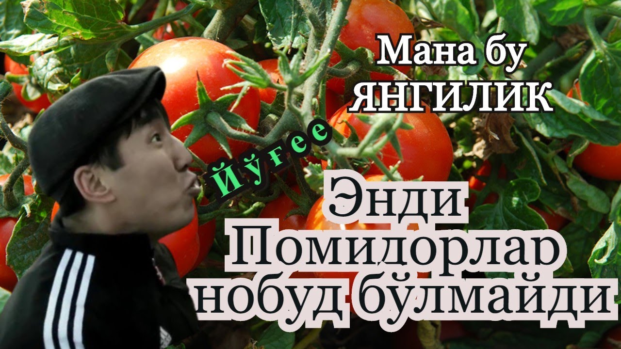 Помидор касаллигига карши энг зур усул / Pomidor qurib ketishiga qarshi eng zur usul.