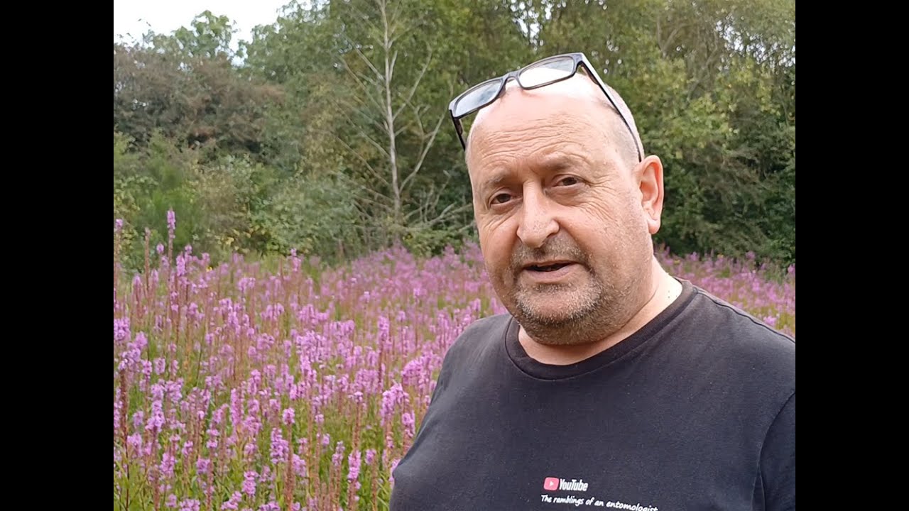 A picture of Purple ....... Loosestrife that is