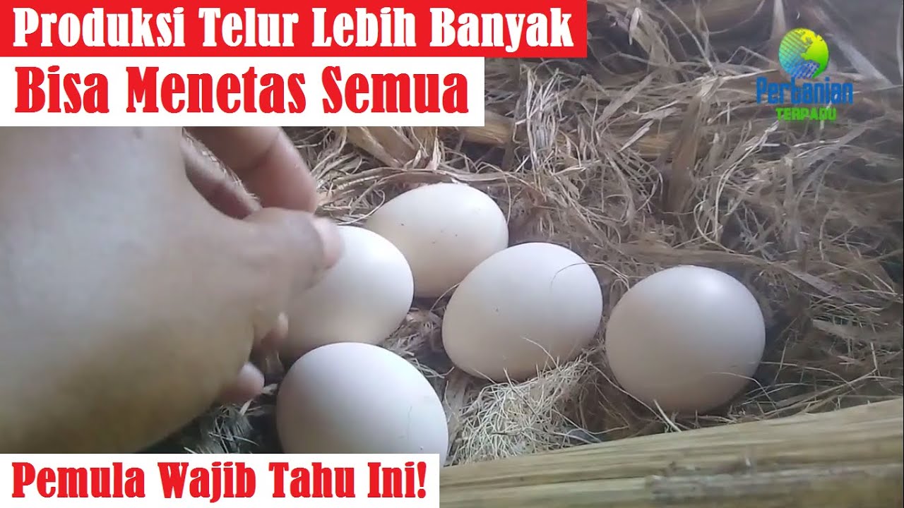 Bisa Menetas Semua | Cara Menangani Indukan yang Sedang Bertelur agar Kualitas Telur Bagus