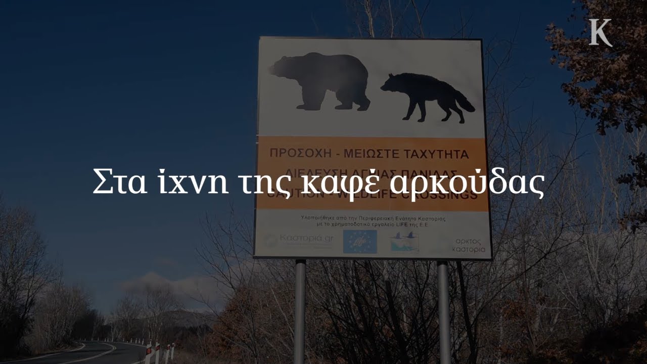 Στα ίχνη της καφέ αρκούδας | Η ΚΑΘΗΜΕΡΙΝΗ