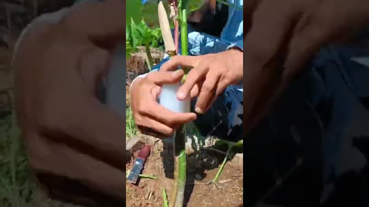 Grafting 2 Different Okra plants, Red okra 🌱 and Green okra 🌿