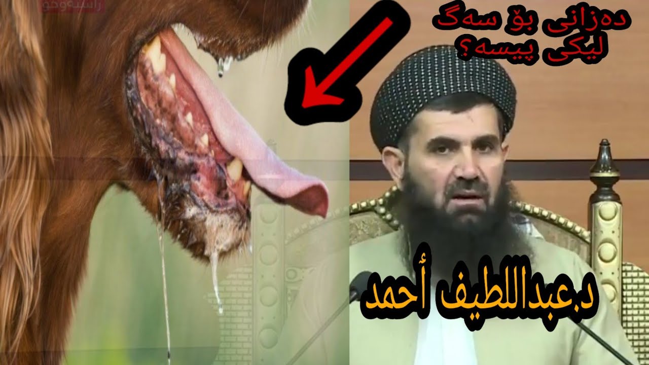 دەزانی بۆ سەگ لیکەکەی پیسە سبحان اللە .زانایان باسی ئەکەن