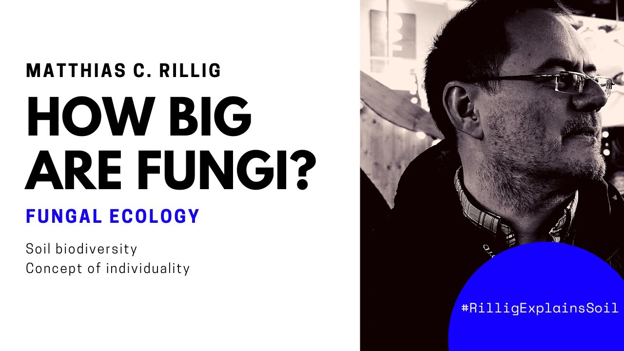 How big are fungi? - Rillig explains soil.