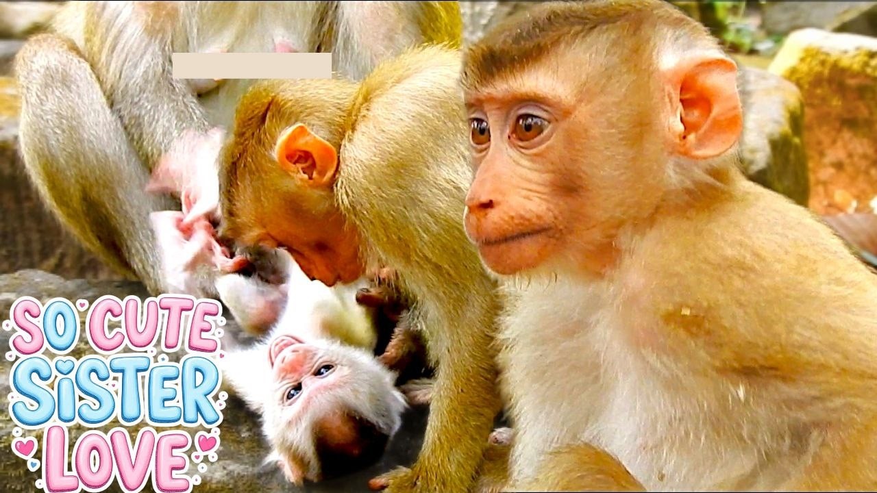 Smart Sister LILY Cares for Baby Brother LEVI When Mom Needs Help – So Cute! 🐒❤️