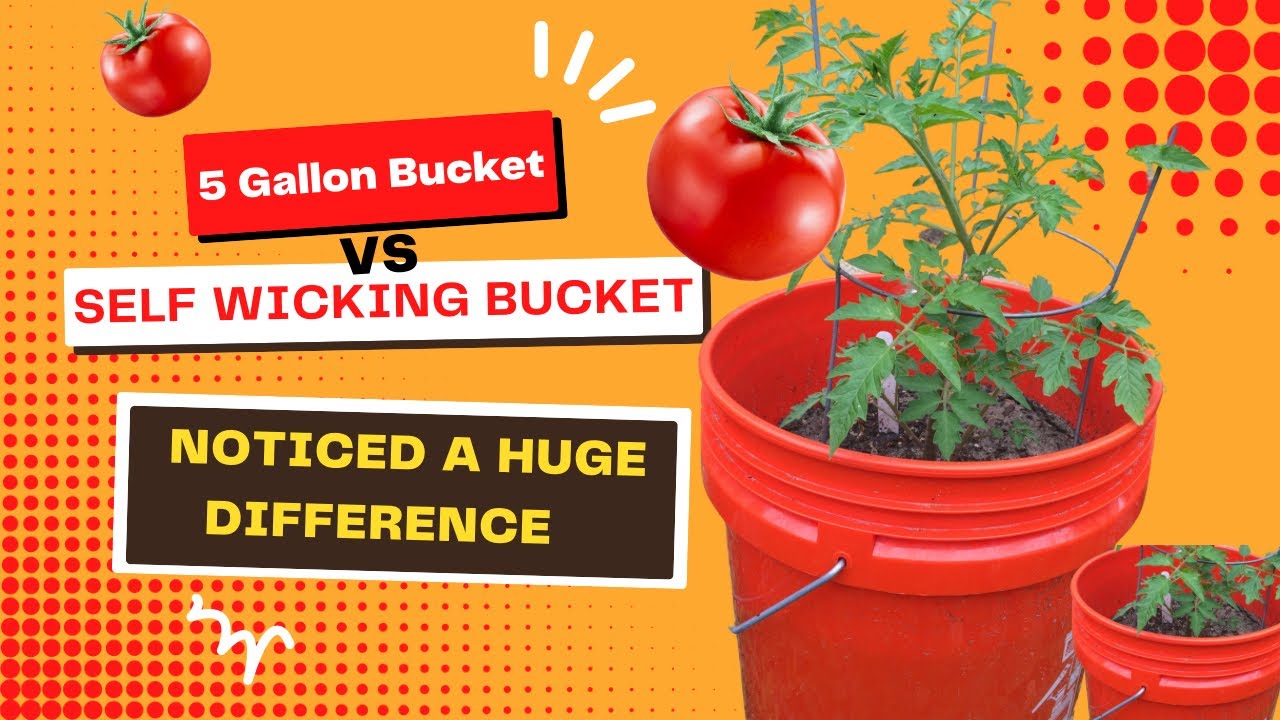 Tomato Container Gardening: Self Wicking Bucket vs 5 Gallon Bucket