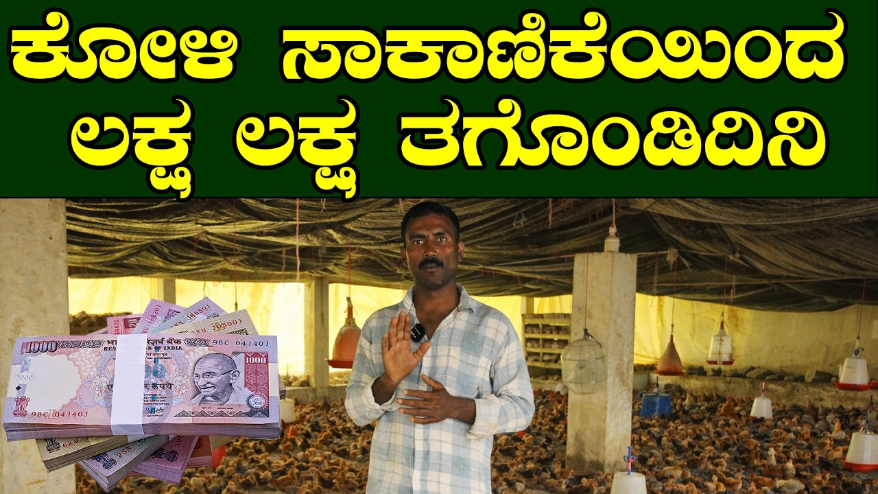 ಬೃಹತ್ ಕೋಳಿ ಪಾಲನೆ ವಿರುದ್ಧ ಸಣ್ಣ ಪ್ರಮಾಣ | ದೊಡ್ಡ ಆದಾಯ ಯುಕ್ತಿ