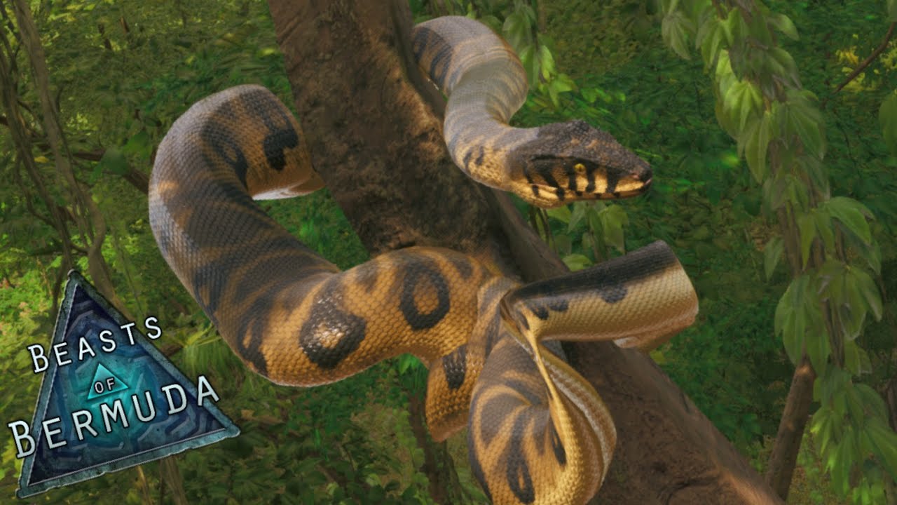 putting the L in Palaeophis, road to a 2.0+ terrestrial snake!!! (Emotional) - Beasts of Bermuda
