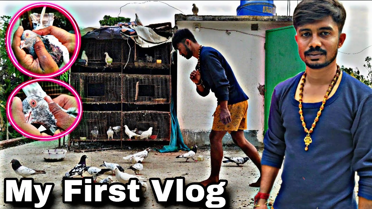 My First Vlog 💥 Only High Flyer pigeon