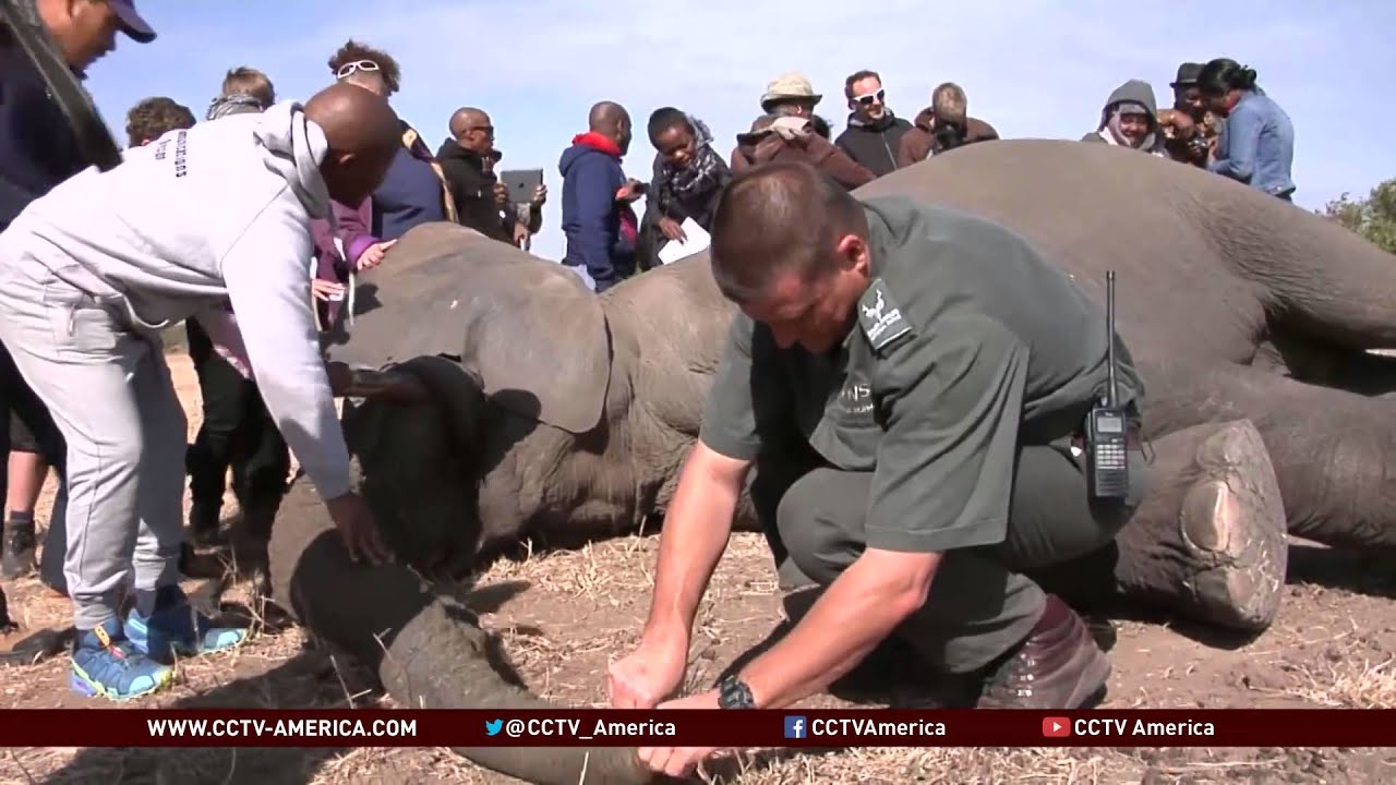 Elephant poaching reported at Kruger National Park