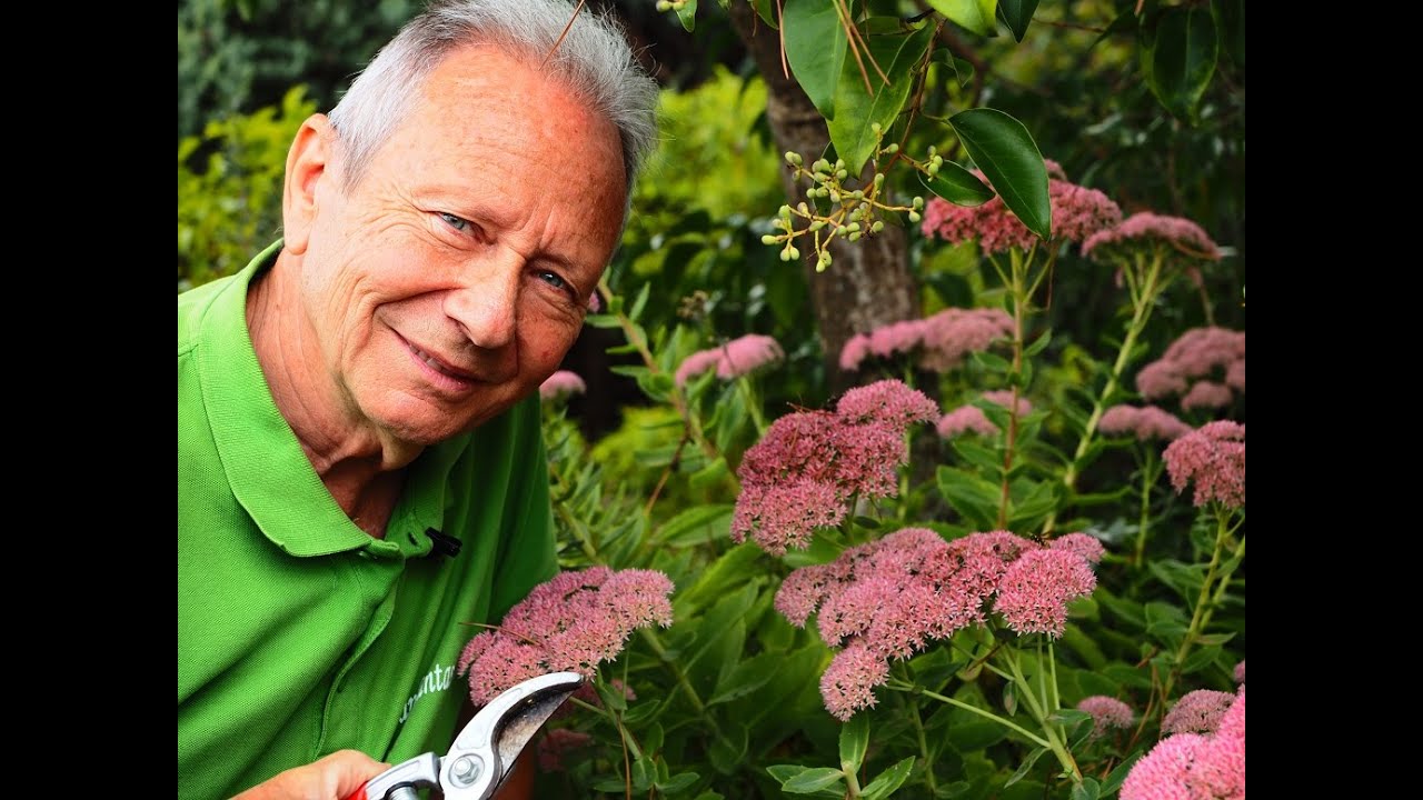 JARDINERÍA SIN AGUA O XERÓFILA - SEDUM - TELEFÍO - HOJA CALLERA