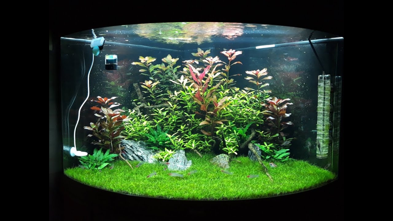 Aquascaping Juwel Trigon Garden