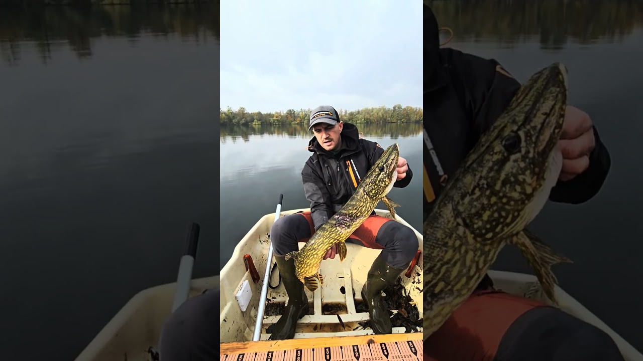 #shark #memes #funny #fishing #brochet #fish #carpfishing #carp #pecheur #pechemouche