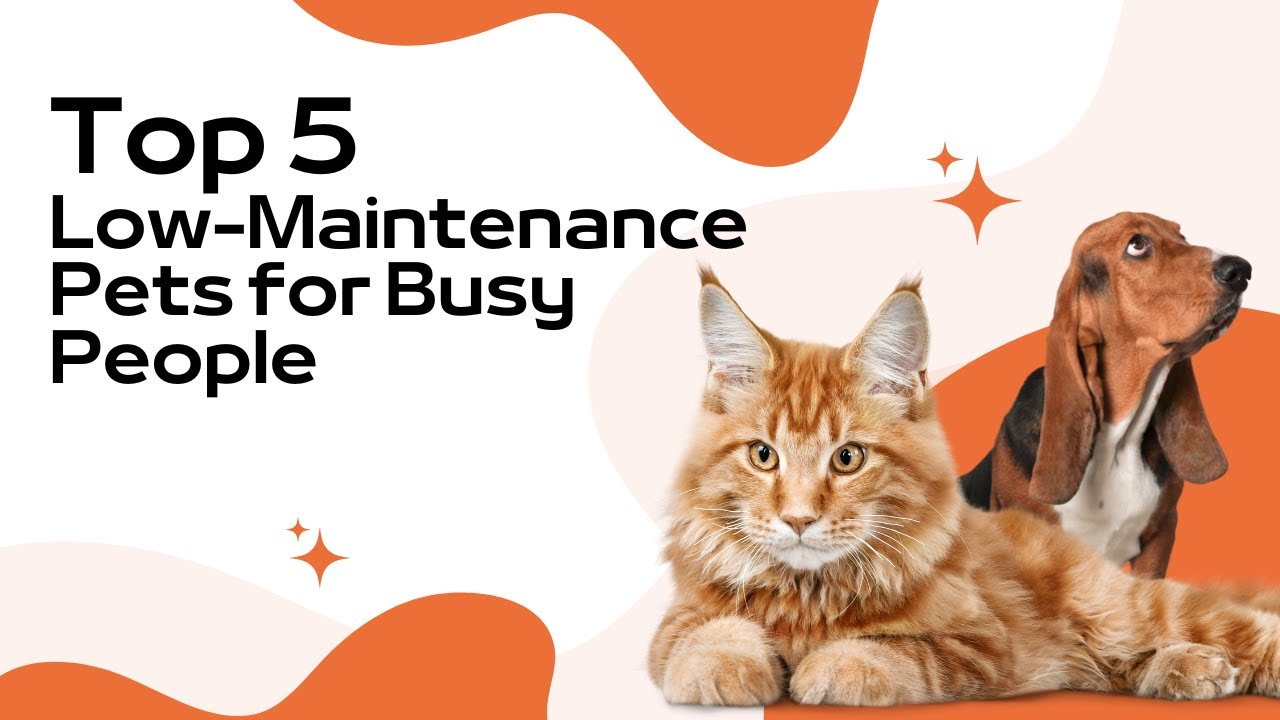 Top 5 Low Maintenance Pets for Busy People!