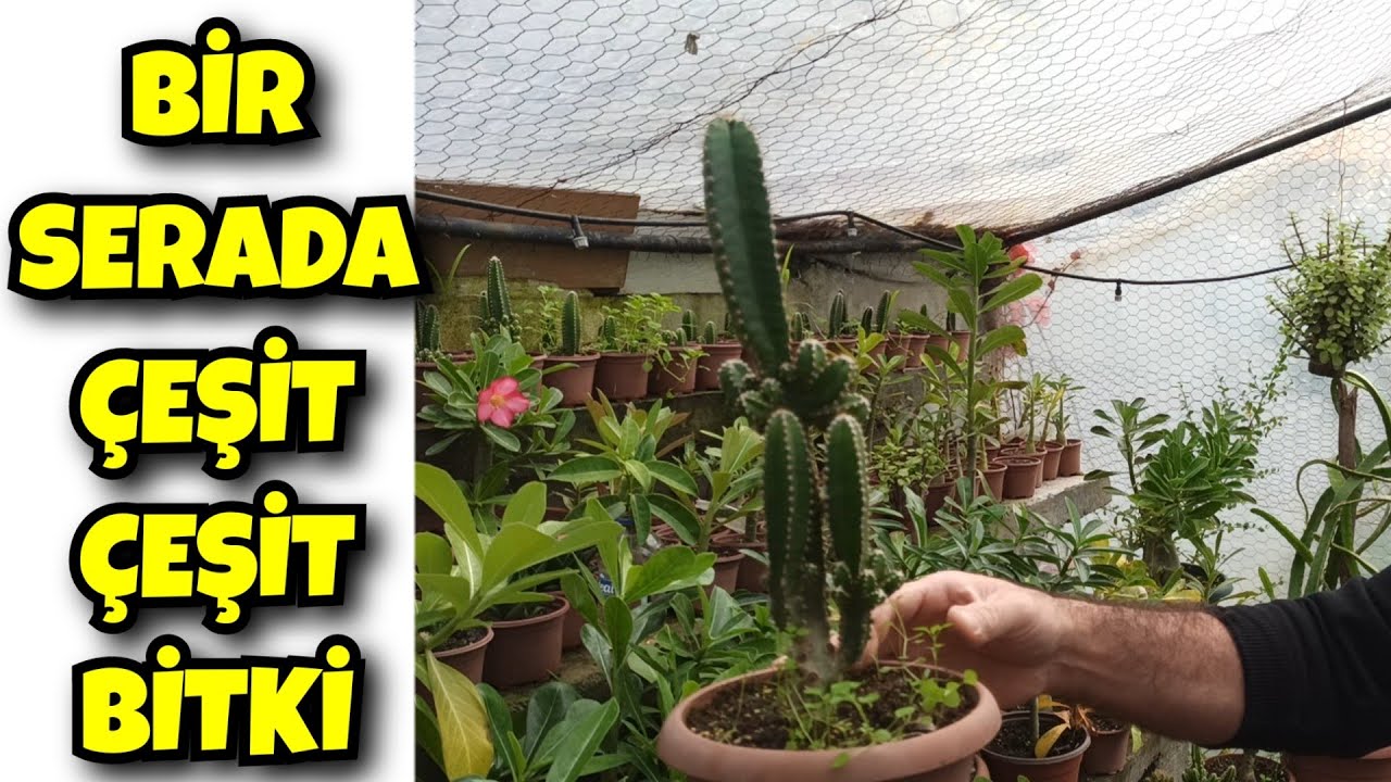 Seramdaki Bitkiler Vlog