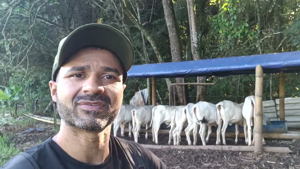CRIA DE BEZERROS: VALE A PENA COMEÇAR HOJE???#pecuária #gado# viral#fazenda 