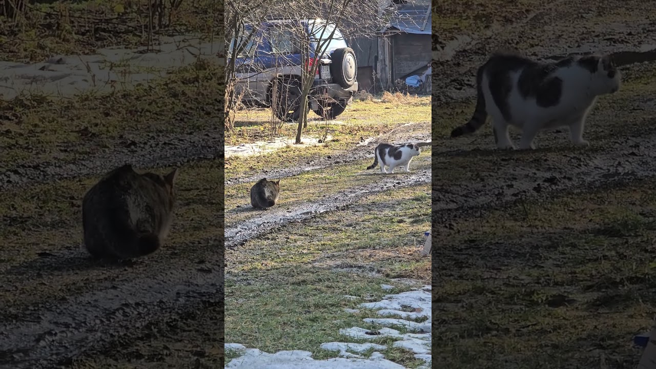 Rozmowa Puszkina z Marysią