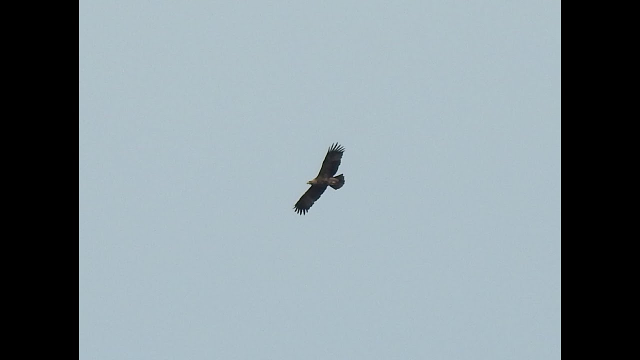 Kaiseradler &uuml;ber dem Raaderwald (Aquila heliaca)
