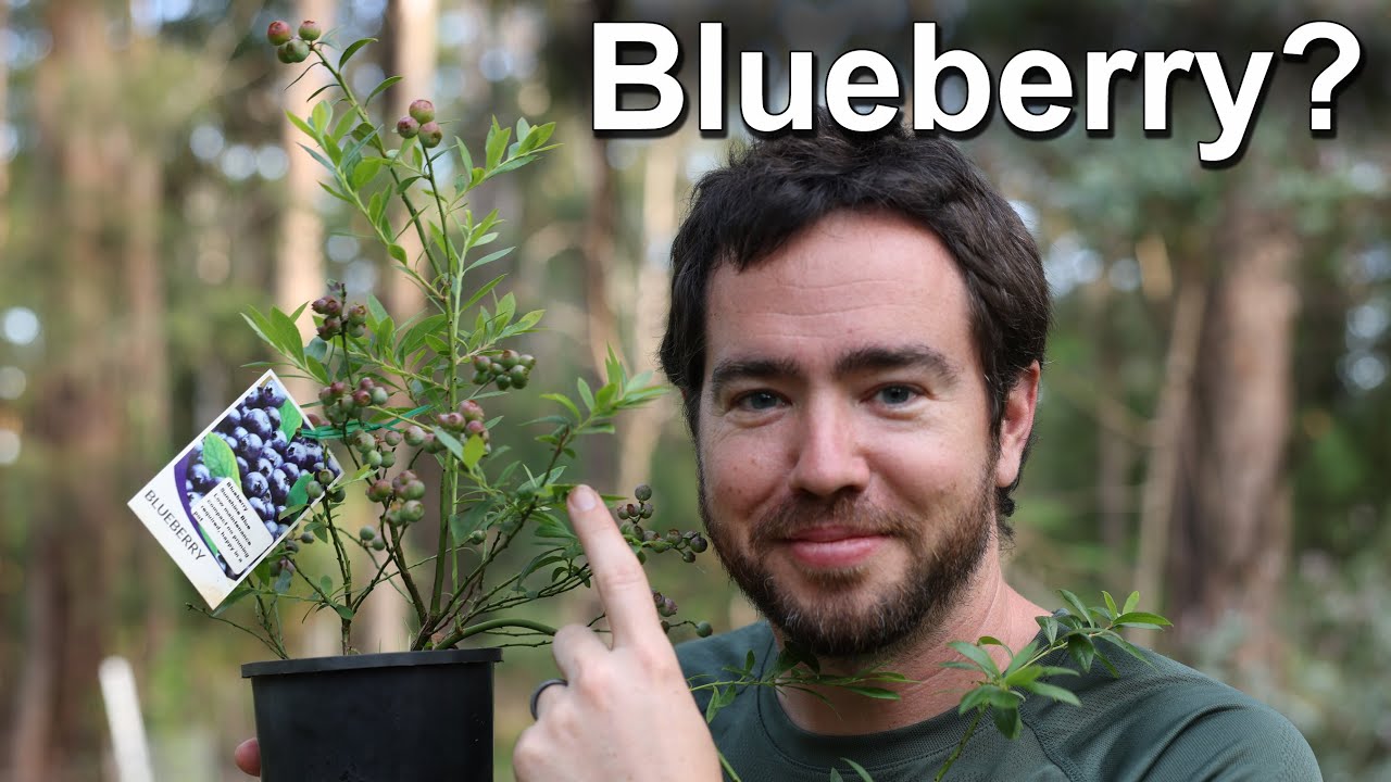 Blueberry Planting - Garden vs Pot