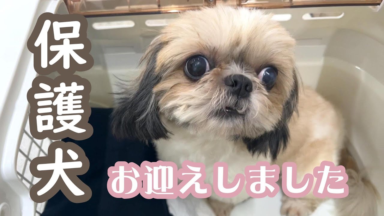 #1 保護犬を家族に迎えました｜シーズー｜お迎え初日の様子 [ vlog ]