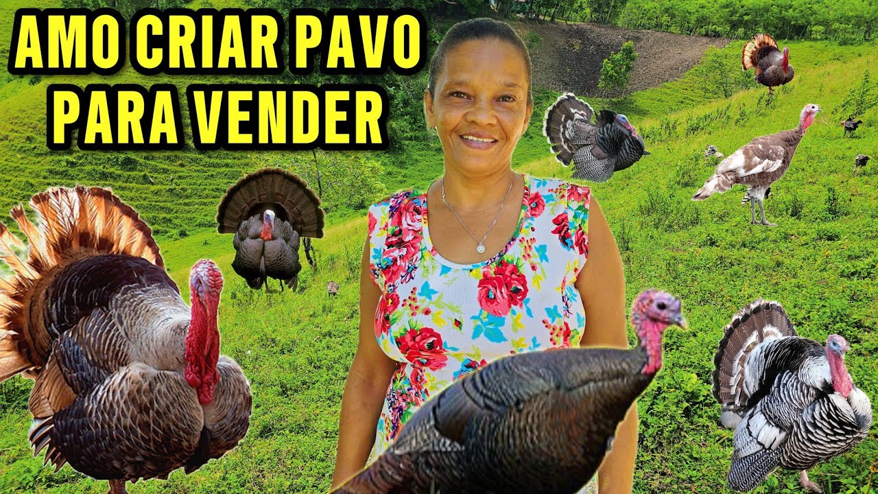 ELLA  Cría PAVO Para VENDERLO y Poder Contruir Su RANCHO, EL REPORTERO DEL CAMPO RD