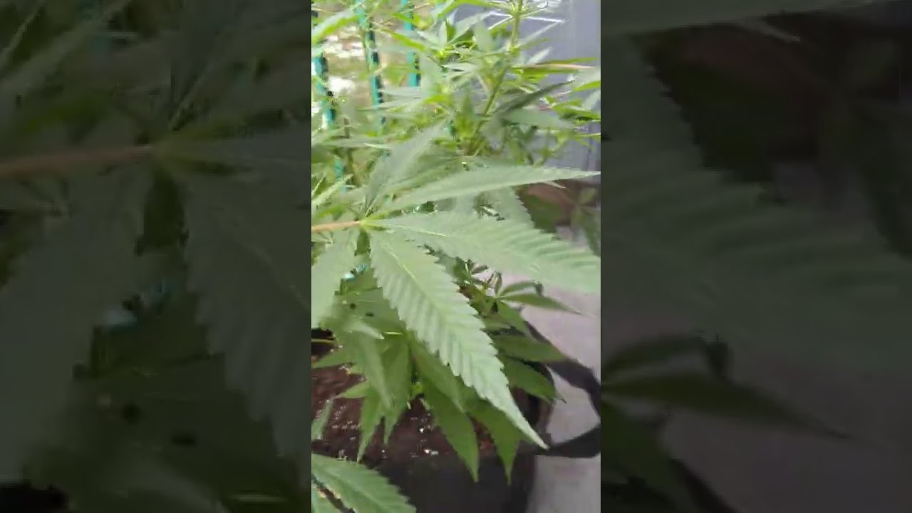 Blueberry AK 47 Strain Review 🔥💨
