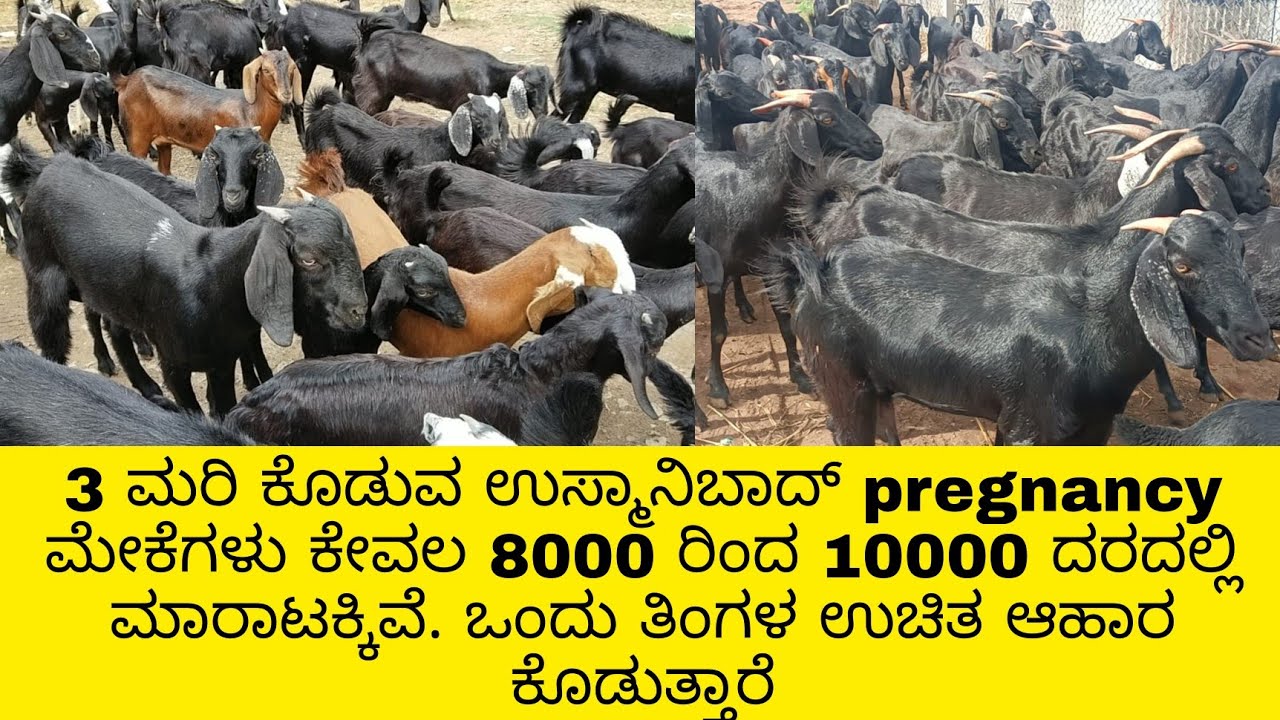 usmanibad pregnancy goats sale |overall Karnataka free transport |