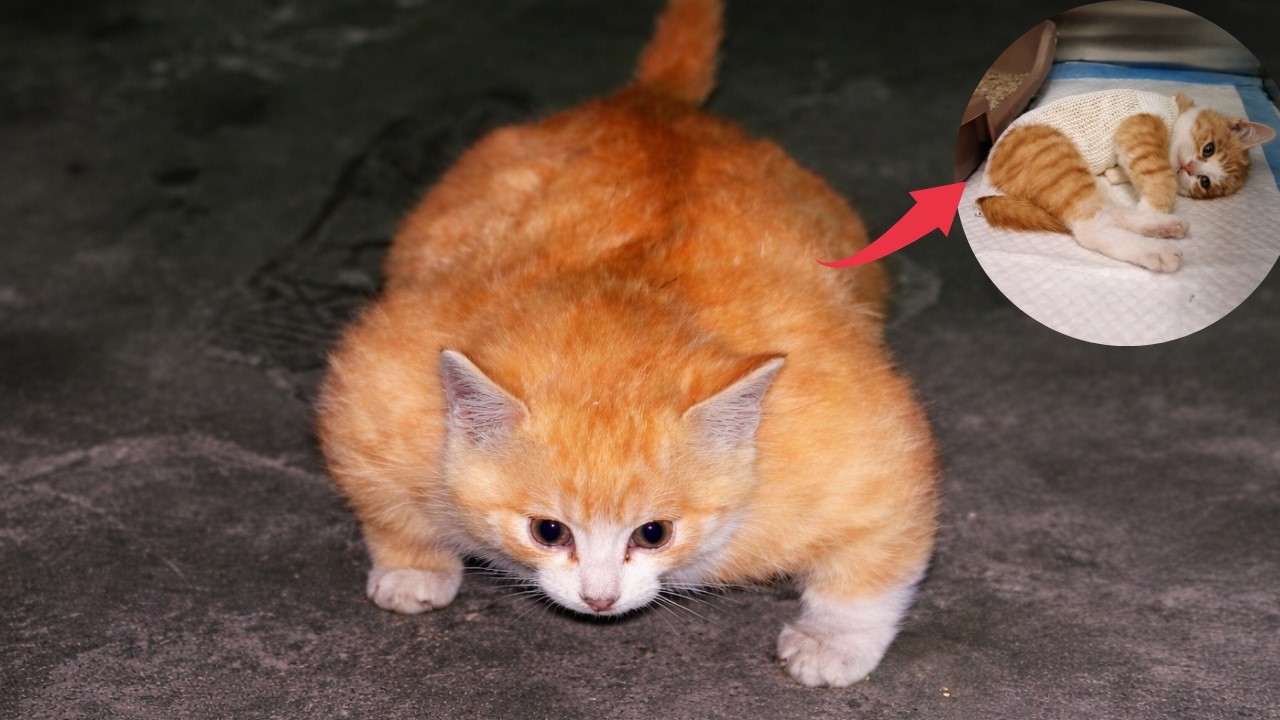 Они смеялись и называли его котёнком «Халк» из-за его опухшего тела.