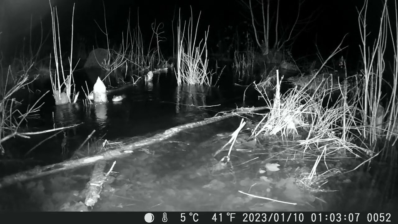 Castors & rats gondins &agrave; Chiny durant la crue de fevrier 2026