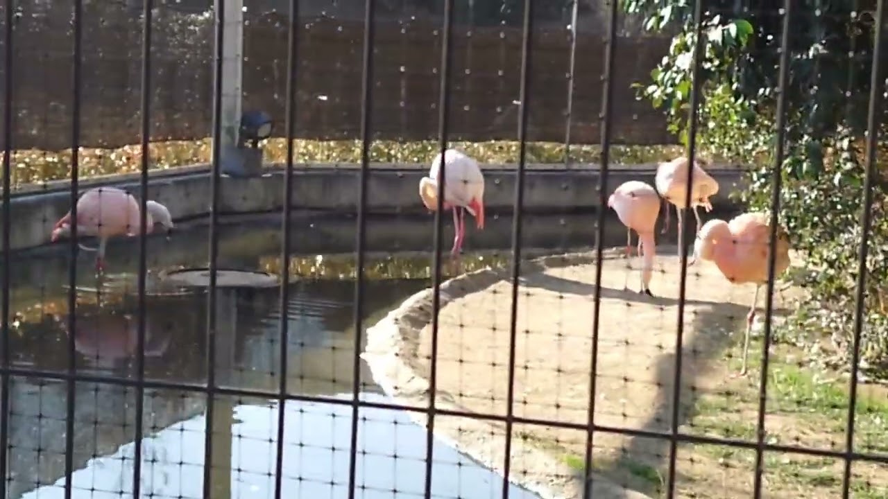 とくしま動物園フラミンゴ