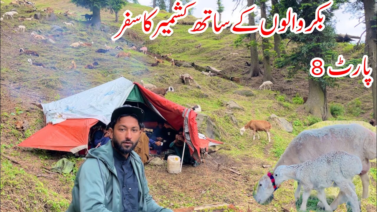 Bakrwals Traveling in Kashmir | PART 8 | Nomads Life