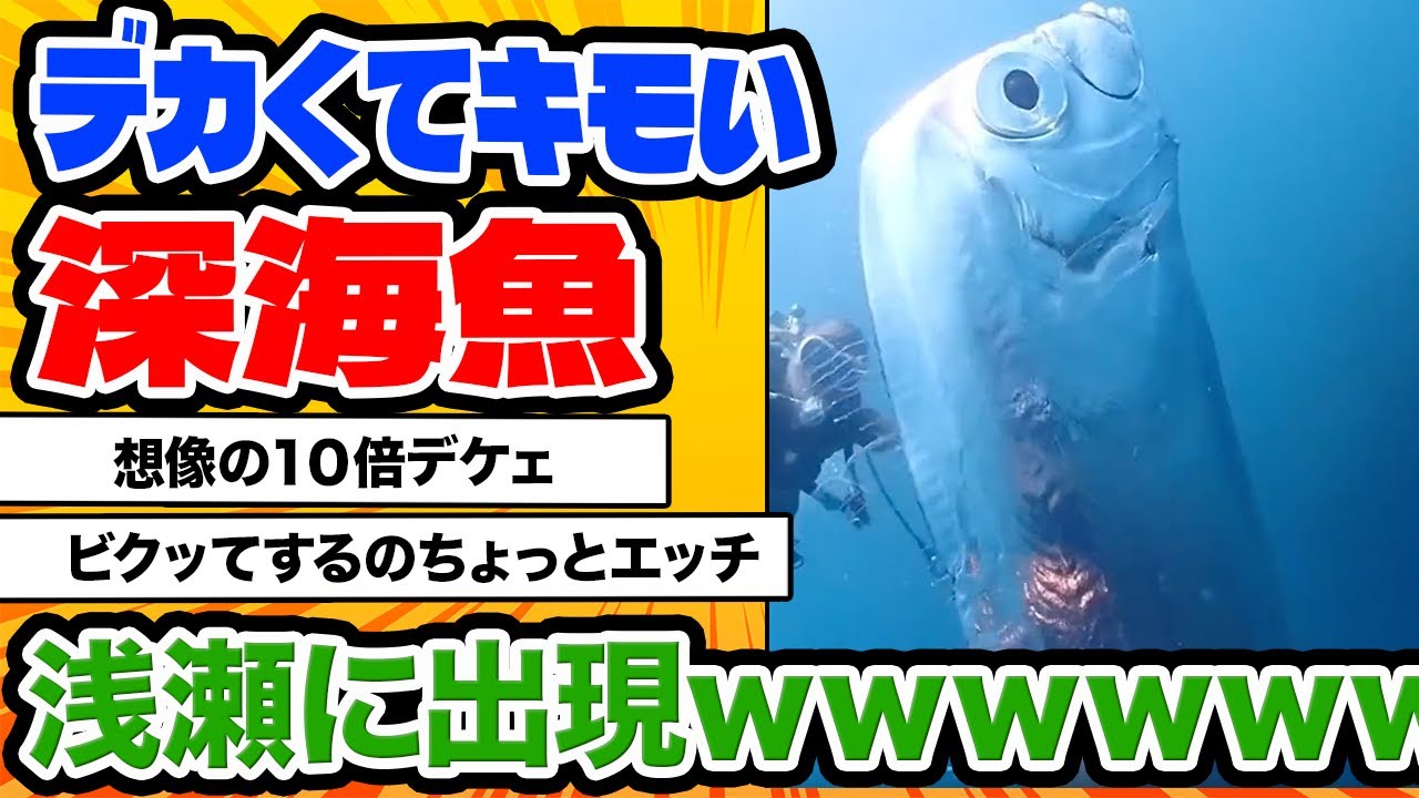 【2ch動物スレ】デカくてキモい深海魚、浅瀬に出現ｗｗｗｗｗｗｗｗ（お前らの想像の10倍くらいデカくてキモい）