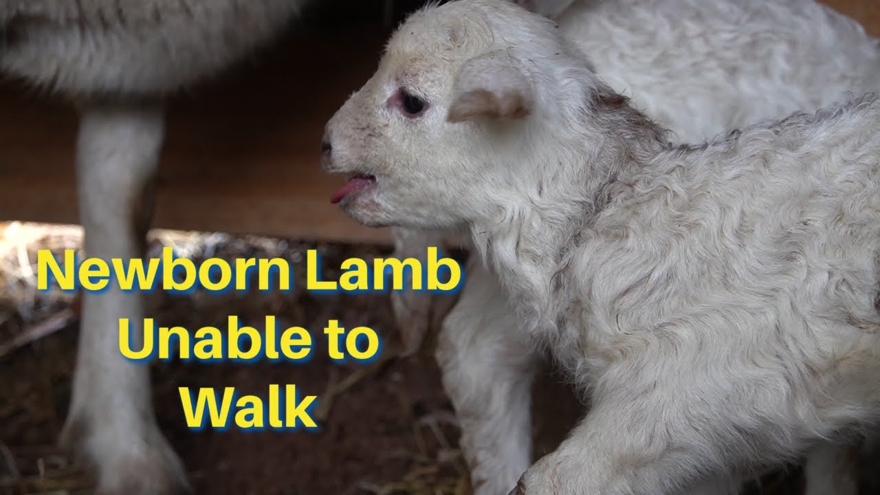 Can we save this NEWBORN LAMB? | #shorts