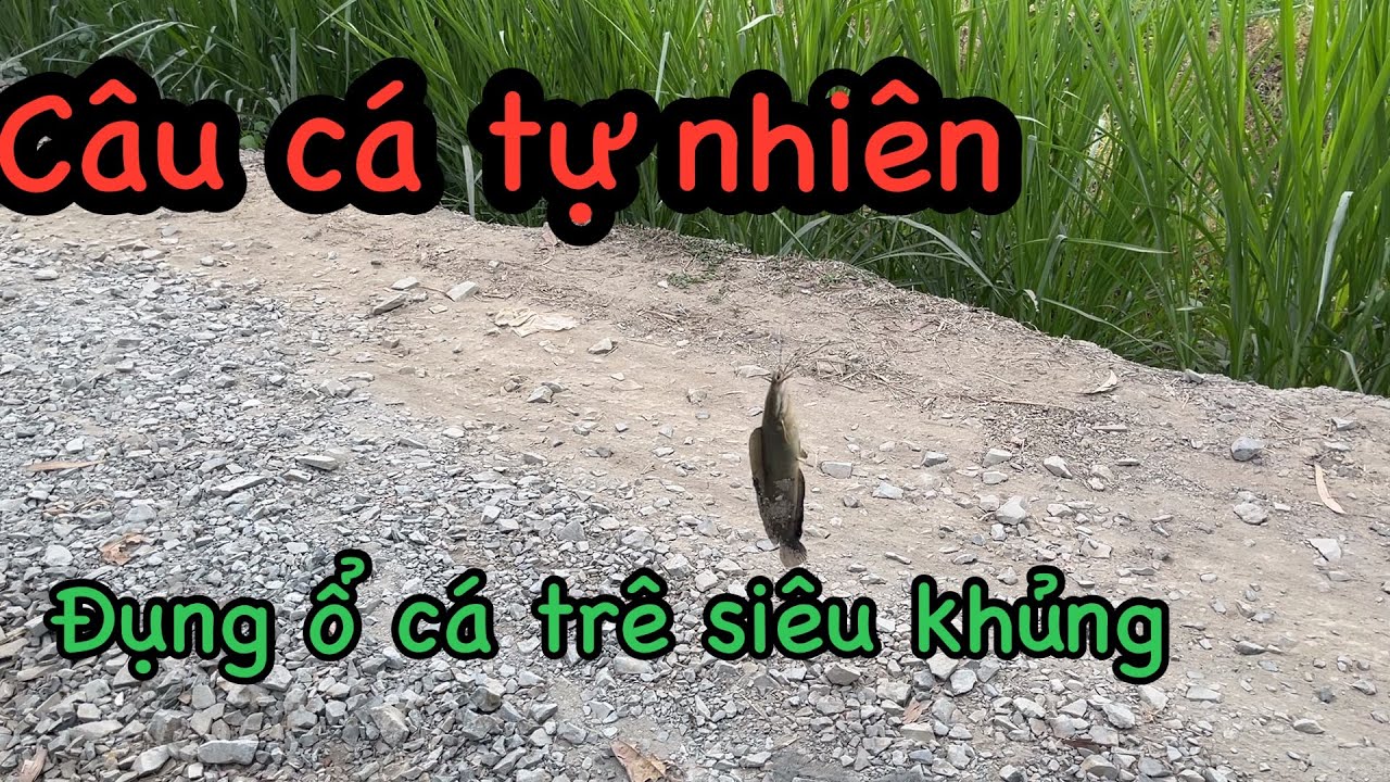 Đi tìm bãi câu mới dính ổ cá trê khủng dưới kênh lục bình || Quang Tv
