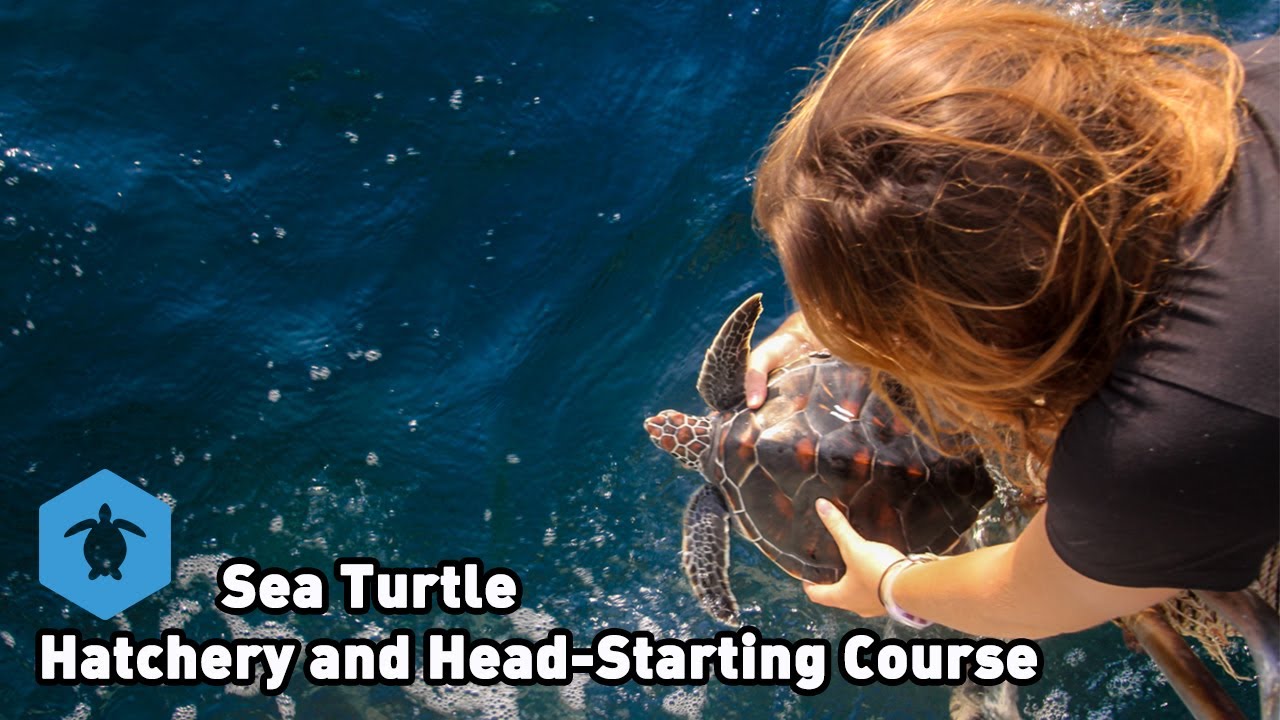 Sea Turtle Hatchery and Head Starting Program