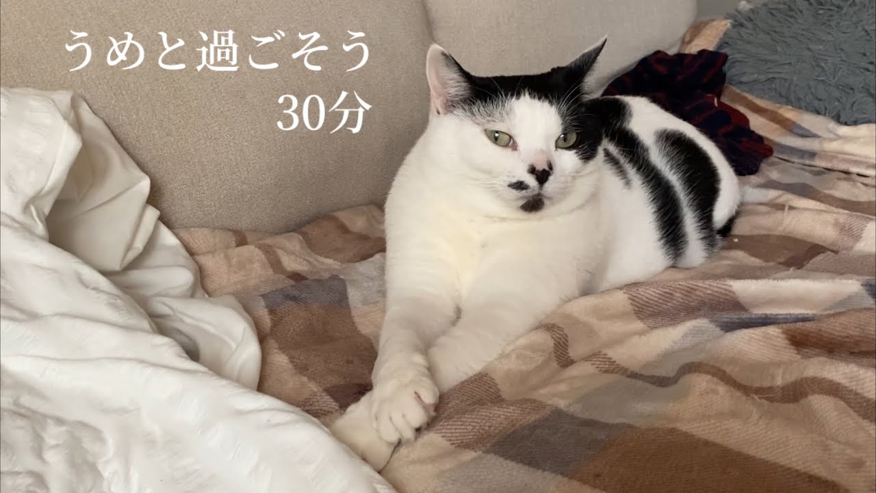 【作業用うめち】猫と過ごす30分【長時間動画】