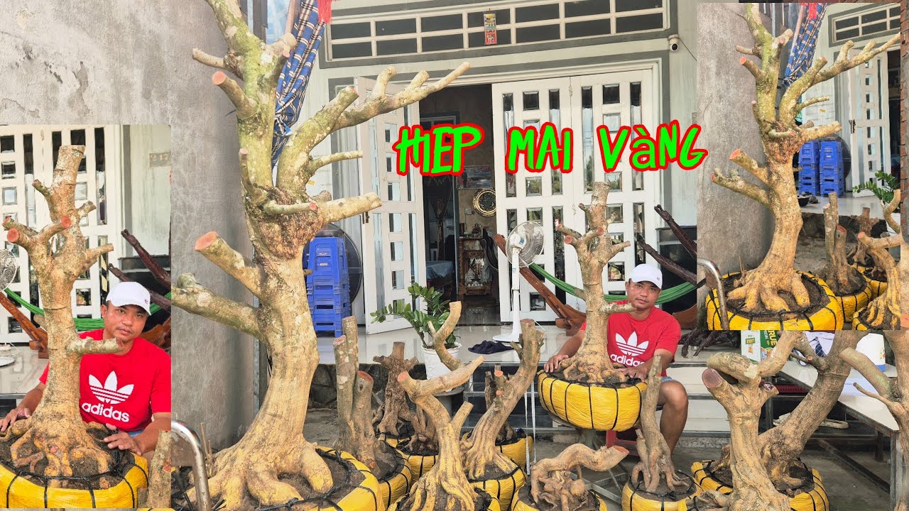 #0907914218#vu#mv#tq 18/3