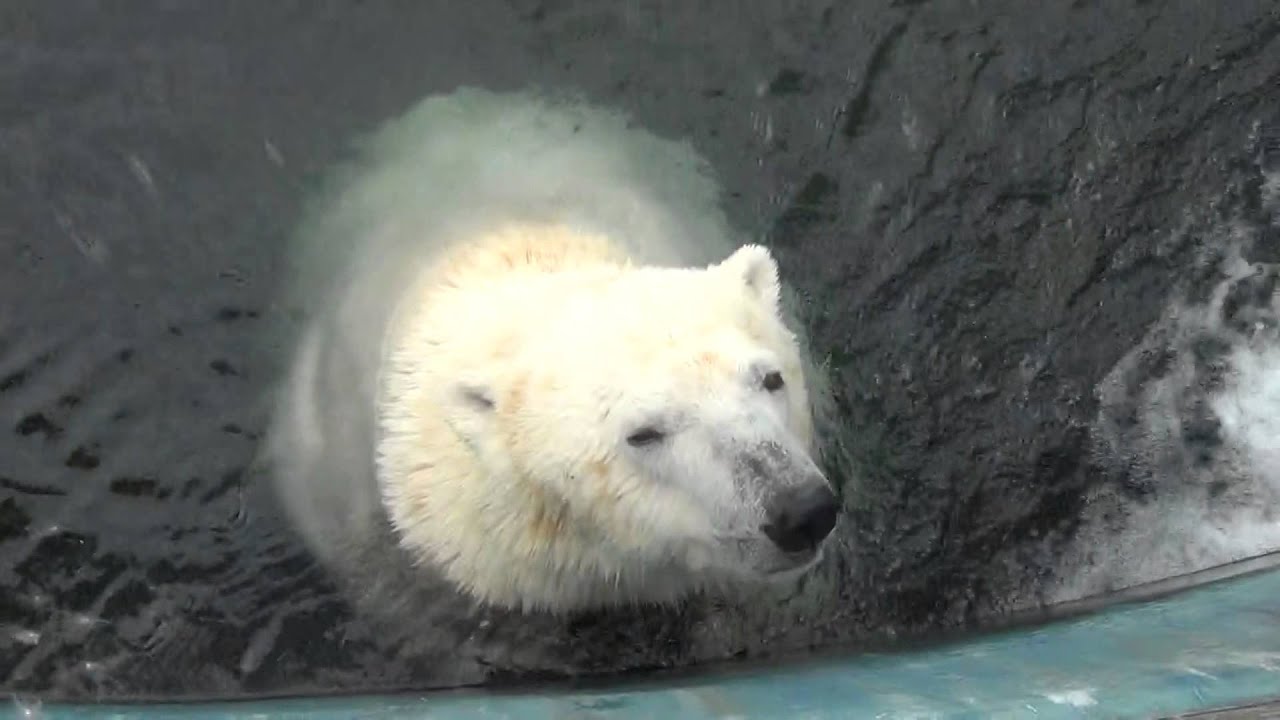 Tsuyoshi greets visitors at Kushiro Zoo, Japan