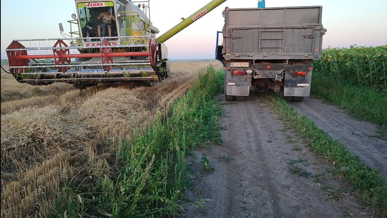 Закінчили молотити яру пшеницю. Claas Dominator 86