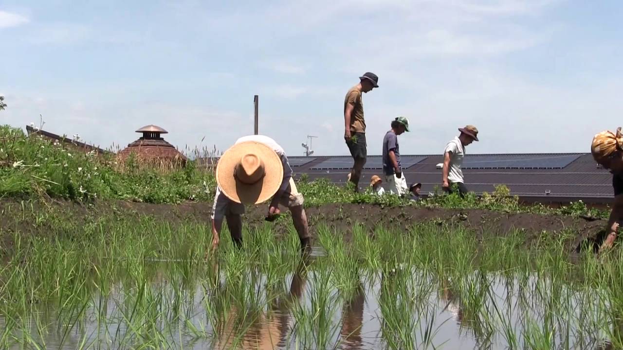 鉄腕クラブ　棚田で稲作　田植え
