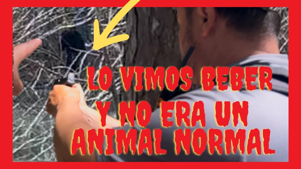 LO VIMOS BEBER… Y NO ERA UN ANIMAL NORMAL