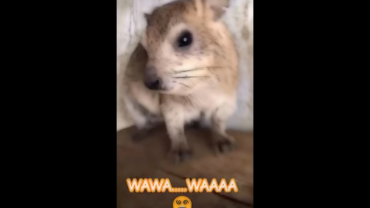 Hyrax echo chamber