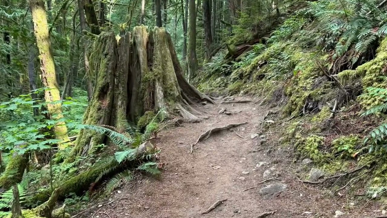 Four Lakes Trail Four Lakes Trail Alice Lake Provincial Park Squamish BC Canada